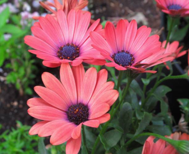 istock Pretty & Bright Red African Daisy Blossom In Spring 2019 1150152376