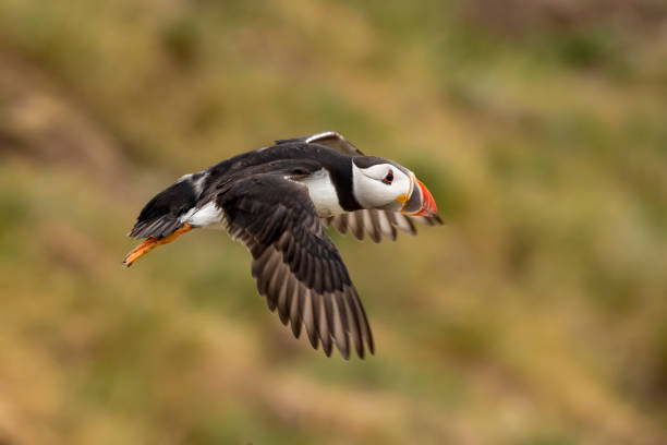 istock Pulcinella di mare Puffin 1150152413