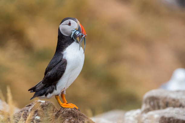 istock Pulcinella di mare Puffin 1150152414