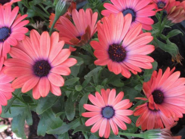 istock Pretty & Bright Red African Daisy Blossom In Spring 2019 1150152438
