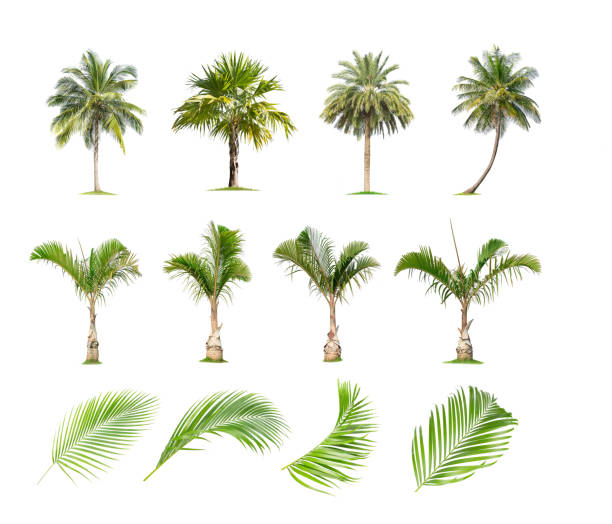 istock Coconut and palm trees, Palm leaf Isolated tree on white background , 1150161331