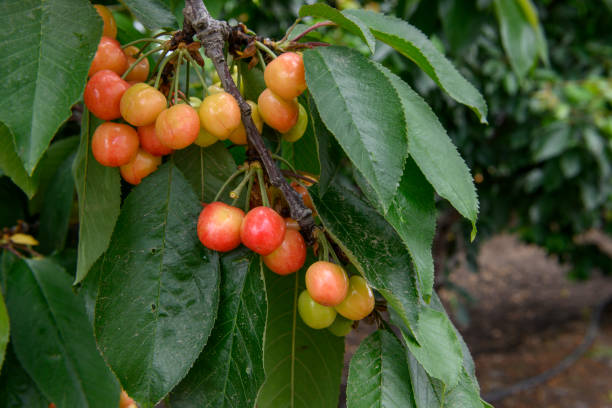 istock Close-up of Ripening Cherries On Tree 1150162568