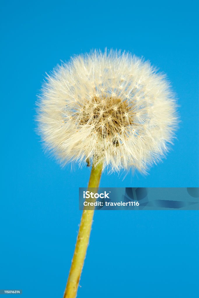 diente de león - Foto de stock de Aspiraciones libre de derechos