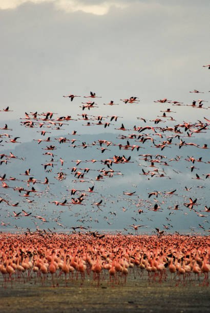 istock Flamingos in Lake Nakuru, Kenya 1150163439