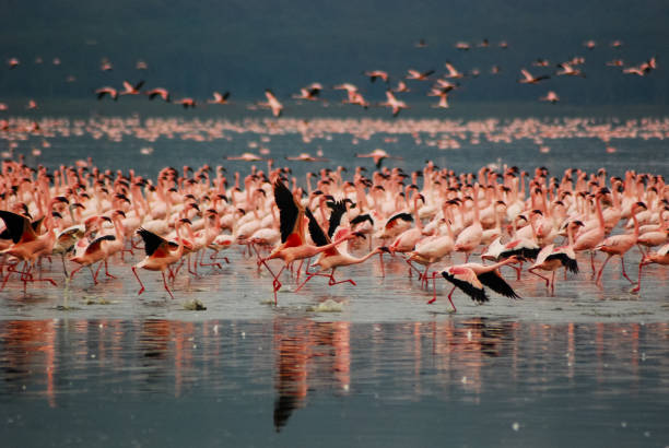 istock Flamingos in Lake Nakuru, Kenya 1150163585
