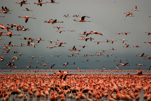 istock Flamingos in Lake Nakuru, Kenya 1150163588