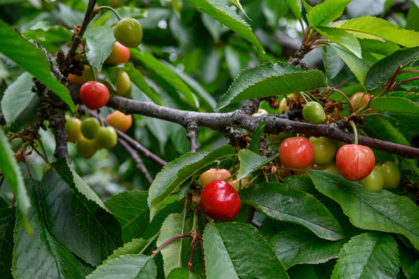 istock Close-up of Ripening Cherries On Tree 1150164460