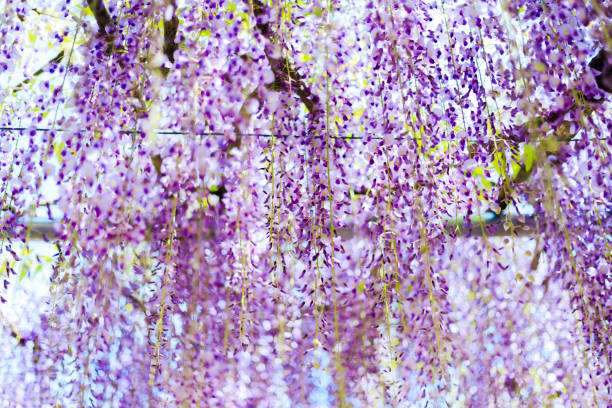 istock Fuji flower, Japan 1150164684