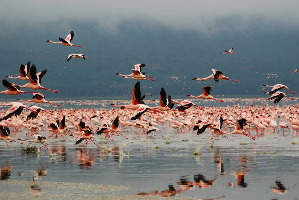 istock Flamingos in Lake Nakuru, Kenya 1150165642