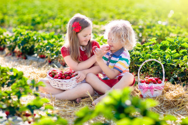 istock Kids pick strawberry on berry field in summer 1150165792