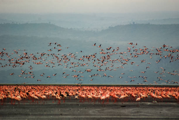 Flamingos in Lake Nakuru, Kenya