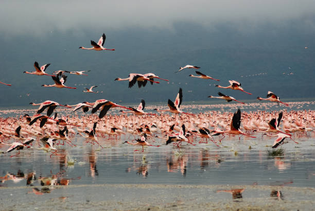 istock Flamingos in Lake Nakuru, Kenya 1150169207