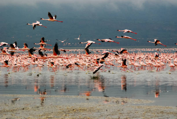 istock Flamingos in Lake Nakuru, Kenya 1150169280