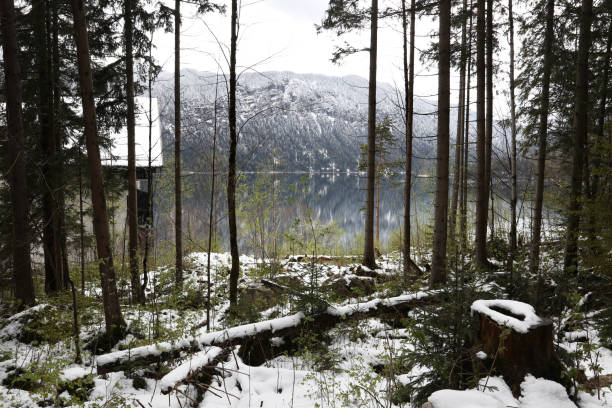 beiee in germania, garmisch-partenkirchen - grainau foto e immagini stock