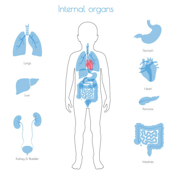 Human internal organs vector Vector isolated illustration of child internal organs in boy body. Stomach, liver, intestine, bladder, lung, testicle, spine, pancreas, kidney, heart, bladder icon. Donor medical poster kid body parts stock illustrations