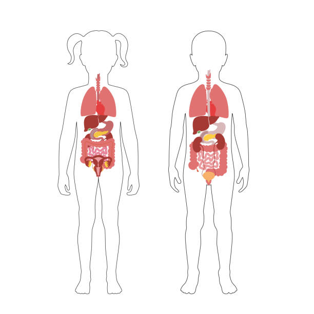 Human internal organs vector Vector isolated illustration of child internal organs in boy and girl body. Stomach, liver, intestine, bladder, lung, testicle, spine, pancreas, kidney, heart, bladder icon. Donor medical poster kid body parts stock illustrations