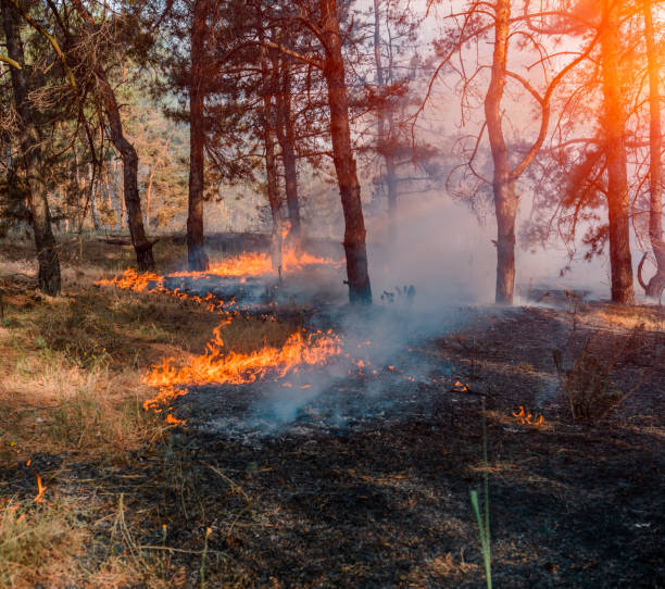 istock Forest fire. Burned trees after forest fires and lots of smoke. 1150170708