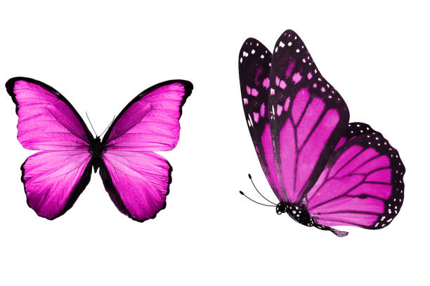 istock beautiful two pink butterflies isolated on white background 1150170876