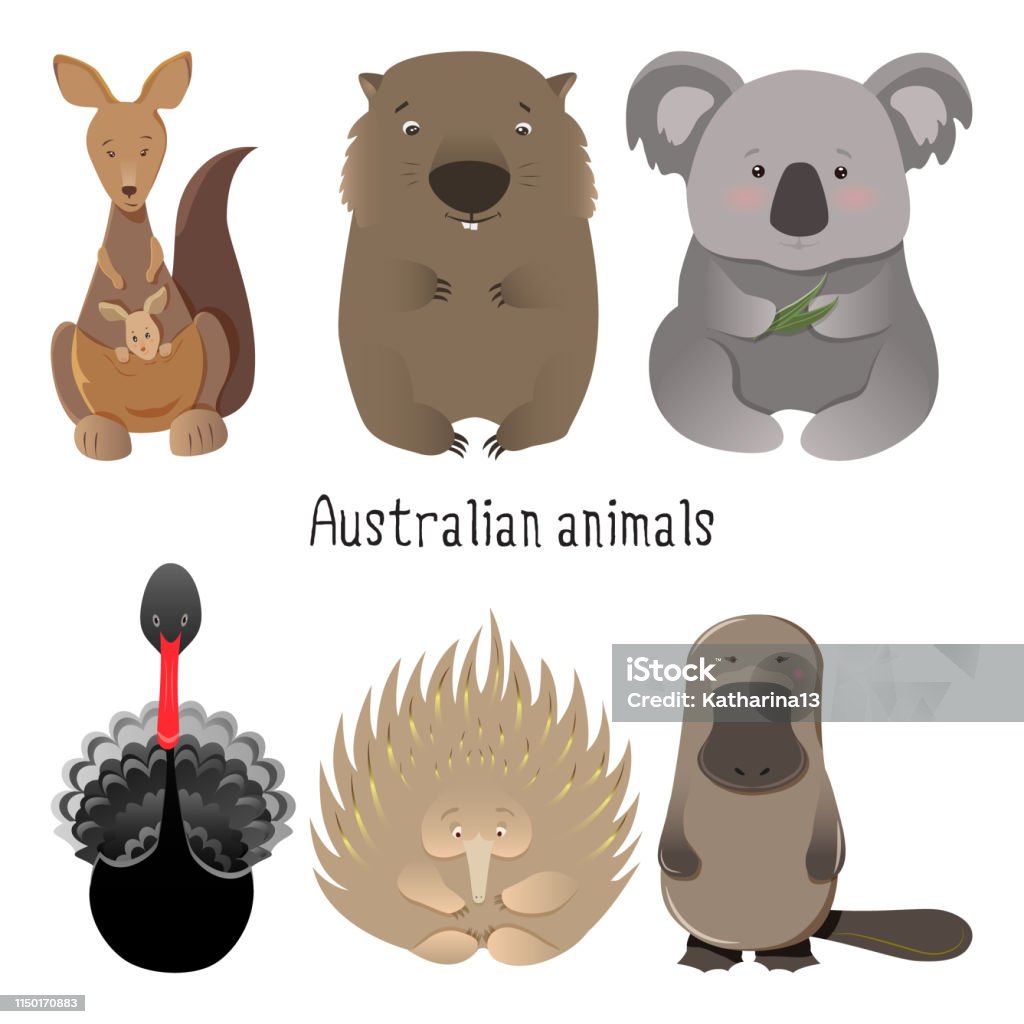 Australian native animals cartoon illustration set, collection Australian animals set with kangaroo, wombat and koala bear along with black swan and echidna, platypus. Australian native animals hand drawn vector illustration collection Duck-Billed Platypus stock vector