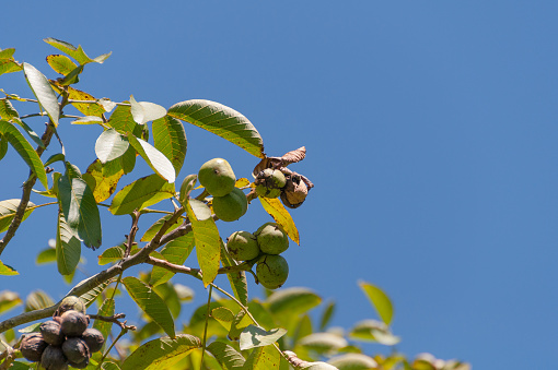 Walnut tree with ripe walnuts on a branch against blue sky on the background