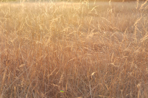 istock Dry grass spikelets moving on the wind at sunset 1150171024