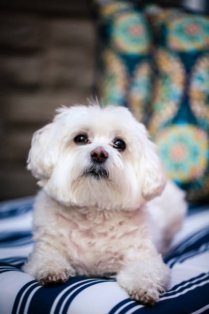 istock White Maltese dog lounging on a chaise 1150172410