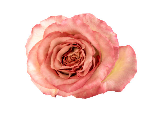 istock Pink rose flower , Isolated on white background 1150183561