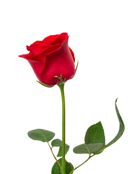 istock Beautiful red rose flower 1150183616