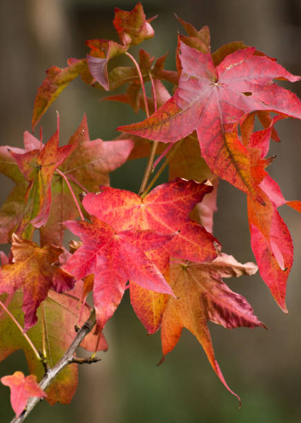 istock Red autumn fall maple leaves sunny day 1150188587