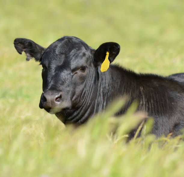 istock Calf Sitting in the Grass 1150189454