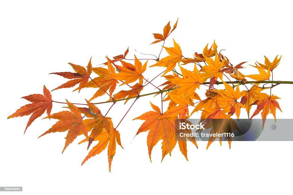 Ahorn Blätter auf weißem Hintergrund - Lizenzfrei Ahorn Stock-Foto