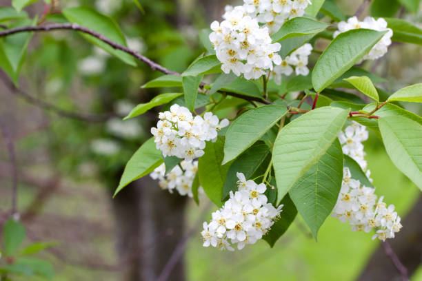 istock Close up view of beautiful white flower clusters on a Canada red cherry tree 1150191249