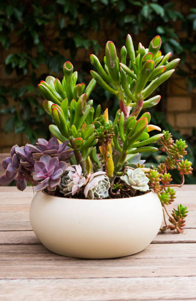 Succulent plants composition in a pot vase home decor