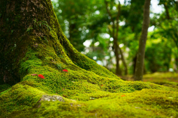 Autumn maple tree in Japanese park