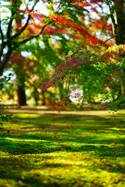 érable d’automne dans le parc japonais - japanese maple autumn leaf tree photos et images de collection