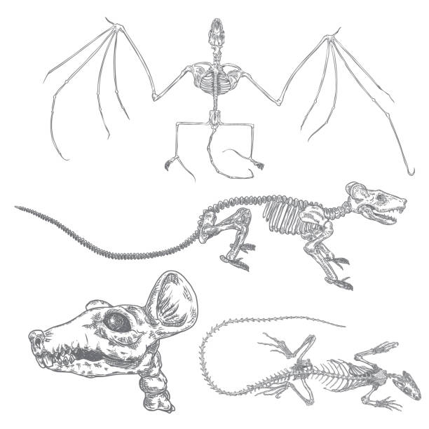 istock Alchemy symbol elements set. Spirituality, occultism and chemistry, magic tattoo sketch. Vampire bat, rat skeleton, skull, lizard iguana. Hand drawing Vector. 1150194114