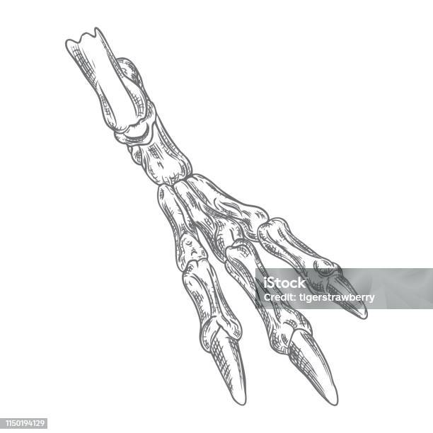 Bird Leg Bone Skeleton With Claws Witchcraft Magic Occult Attribute Decorative Element Hand Drawing Vector Stock Illustration - Download Image Now