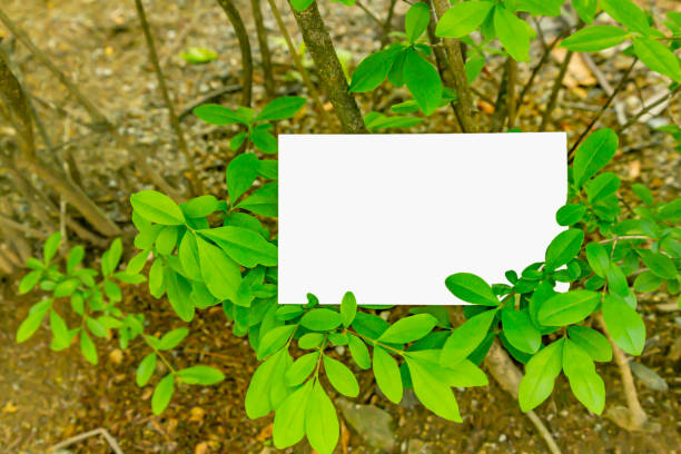 istock Blue leaves and card background image 1150194892