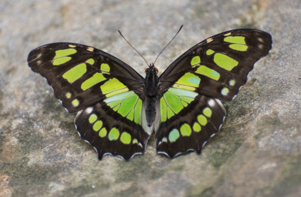 farfalla 2019-4 - malachite butterfly foto e immagini stock