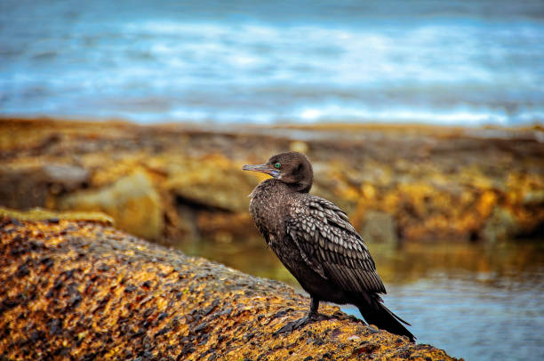 grande cormorano nero (phalacrocorax carbo) - crested cormorant foto e immagini stock