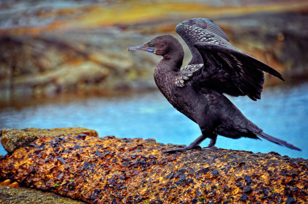 great black cormoran (phalacrocorax carbo) - crested cormorant stock-fotos und bilder