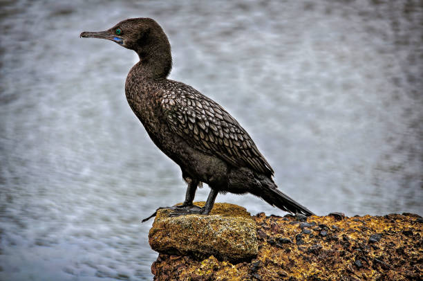 great black cormoran (phalacrocorax carbo) - crested cormorant stock-fotos und bilder