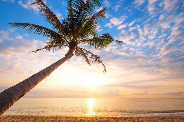 istock tropical beach in sunrise 1150198014