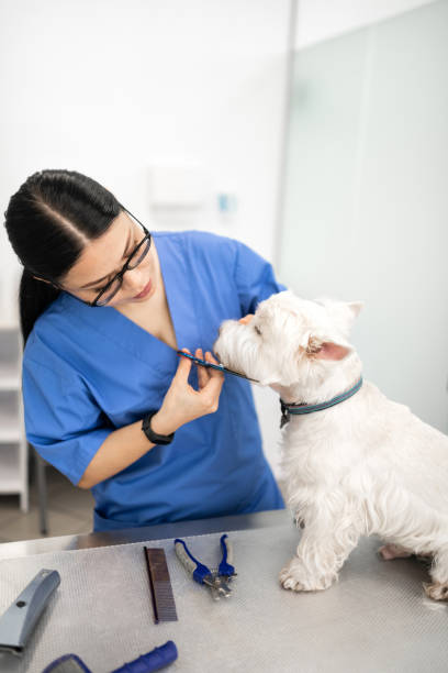 istock Dark-haired vet cutting some dog hair while working all day 1150198112