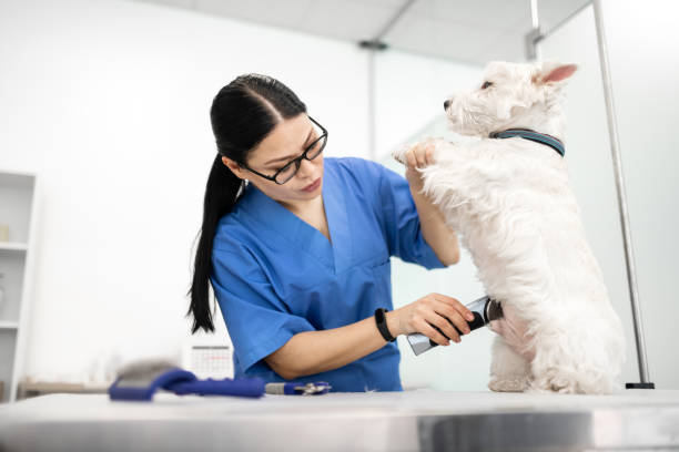 Veterinary Assistant Program Halifax