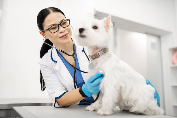 istock Beaming veterinarian feeling good while examining dog 1150198142
