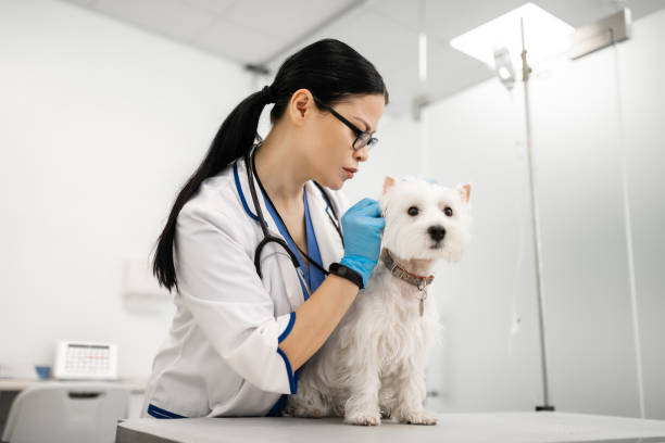 istock Dark-haired vet feeling busy while examining white dog 1150198147