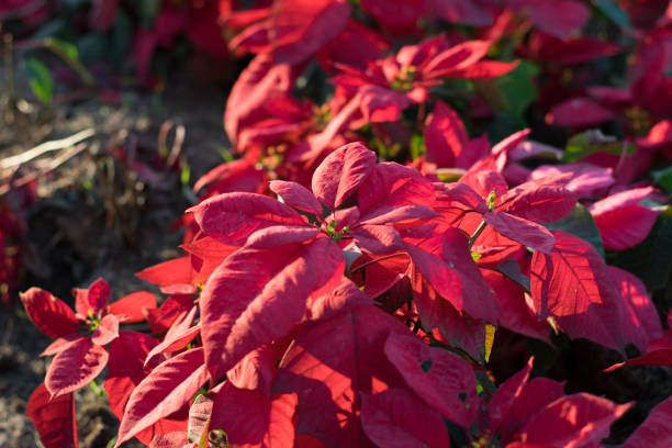 istock Christmas flower poinsettia 1150200044
