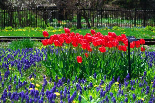 istock Flower field of lily garden 1150201748
