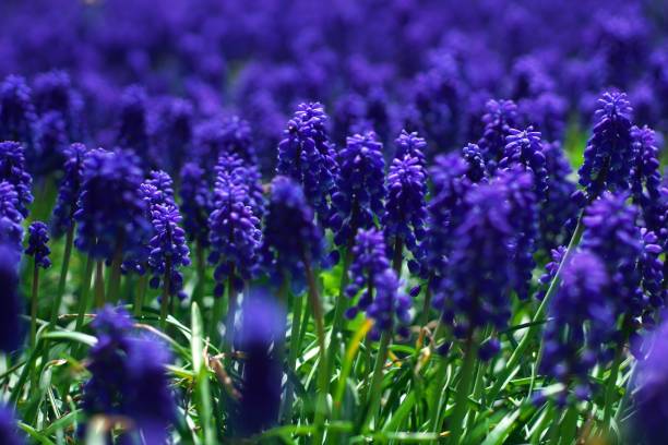 istock Flower field of lily garden 1150201749